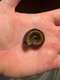 Giant Ramshorn Snail