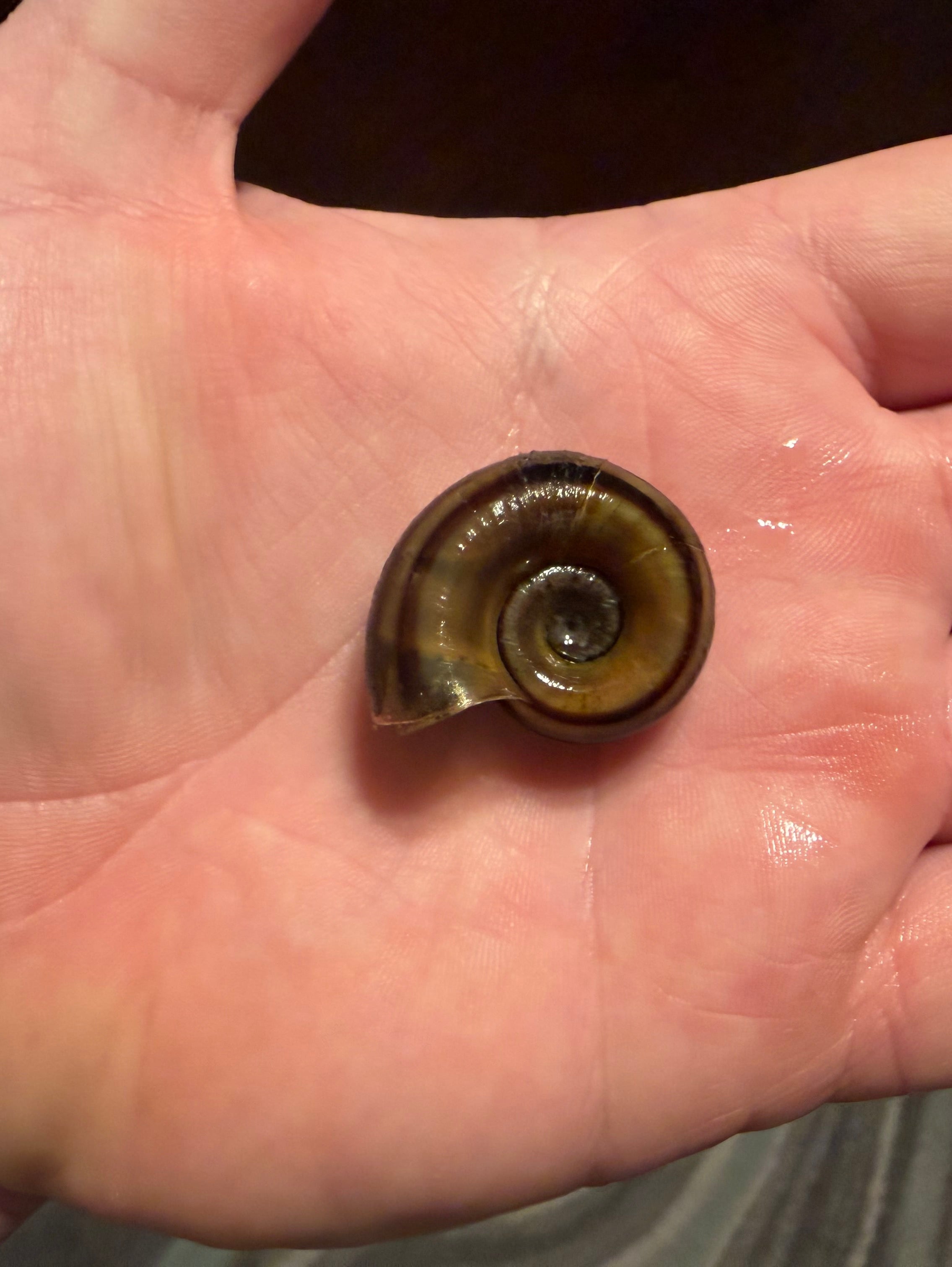 Giant Ramshorn Snail