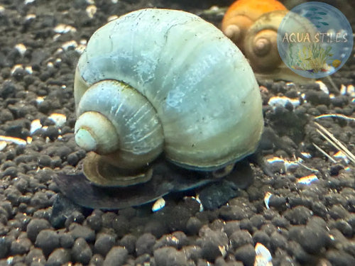 Blue Mystery Snail