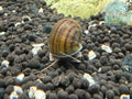 Brown Mystery Snail