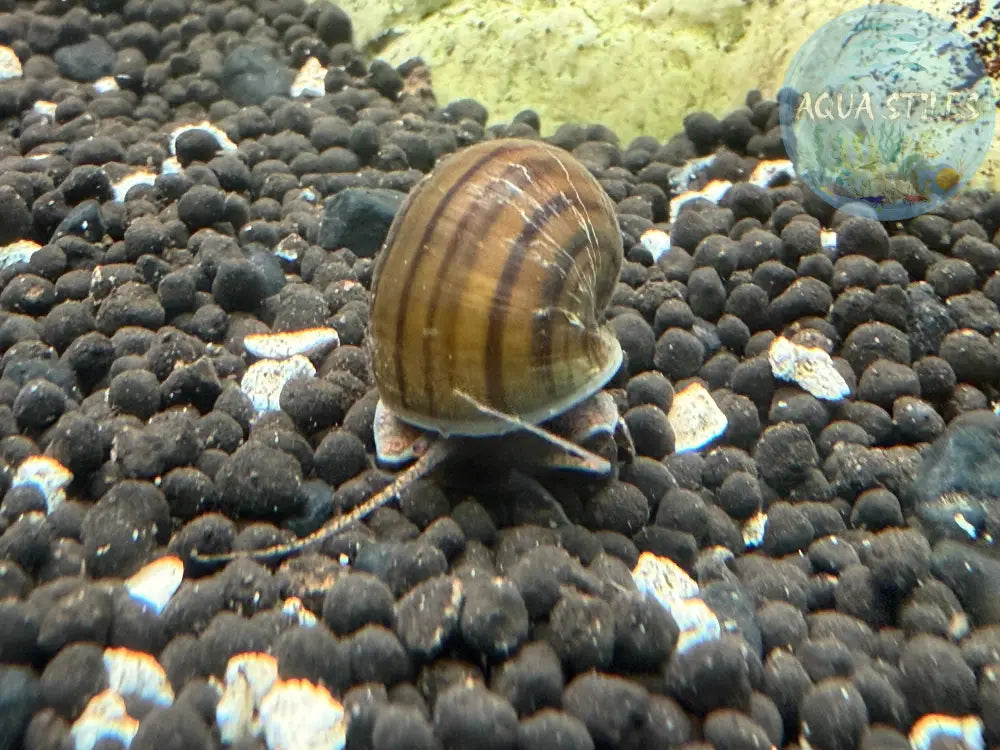 Brown Mystery Snail