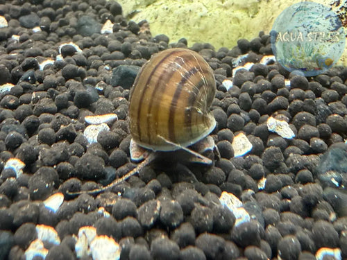 Brown Mystery Snail