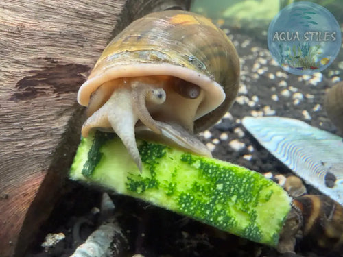 Channeled Apple Snail