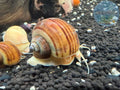 Chestnut Mystery Snail