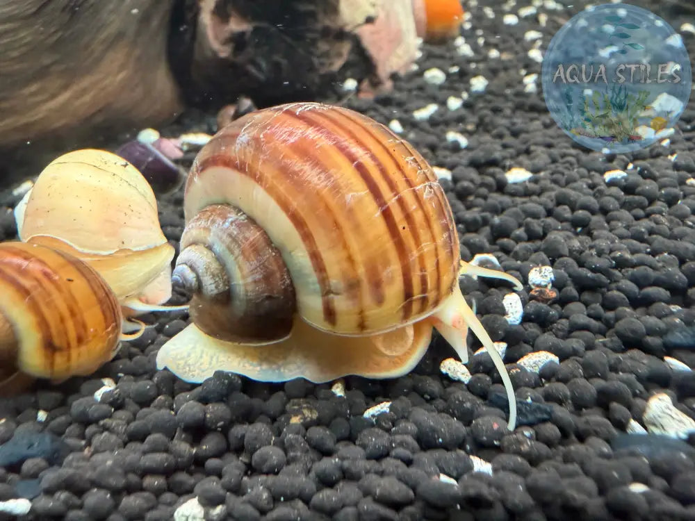 Chestnut Mystery Snail