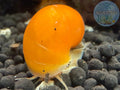 Golden Mystery Snail