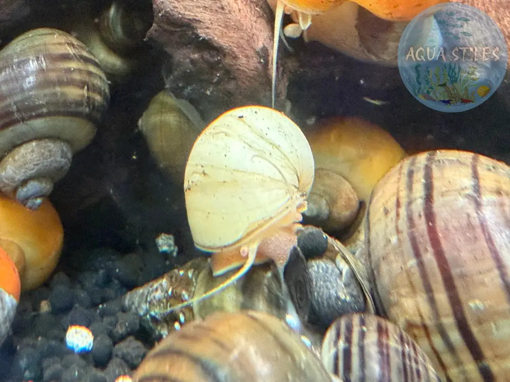 Ivory Mystery Snail