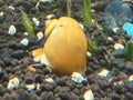 Jade Mystery Snail