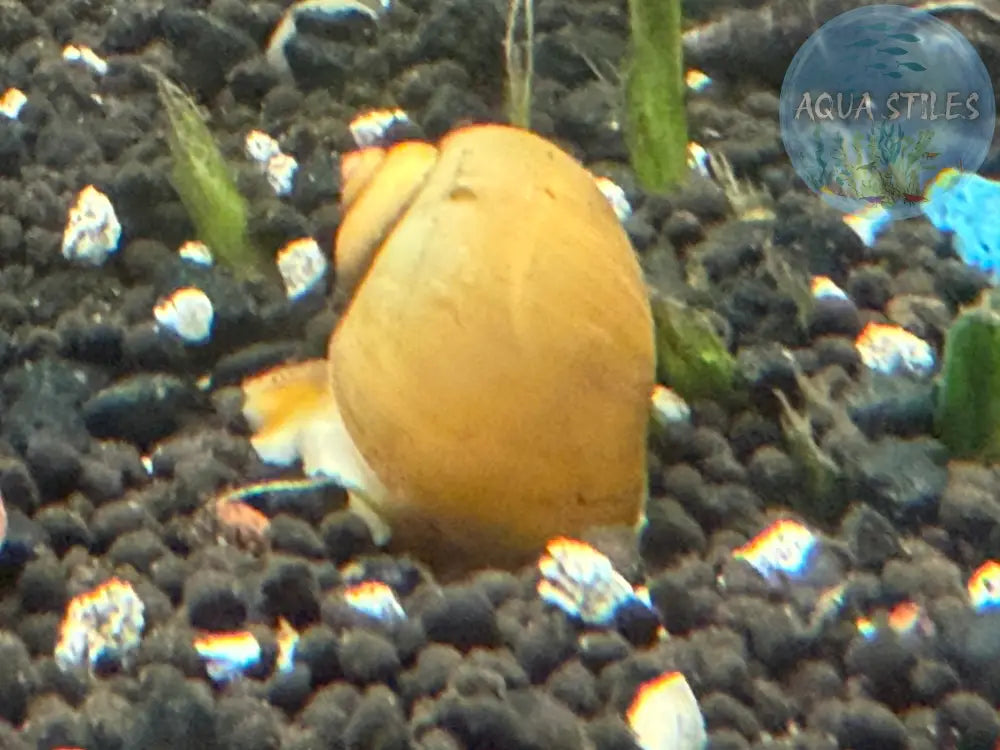 Jade Mystery Snail