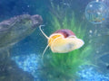 Magenta Mystery Snail
