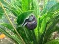 Purple Mystery Snail