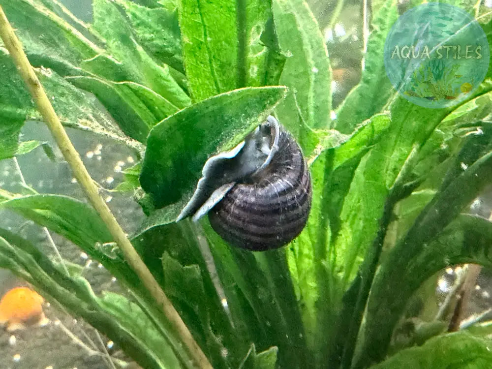 Purple Mystery Snail